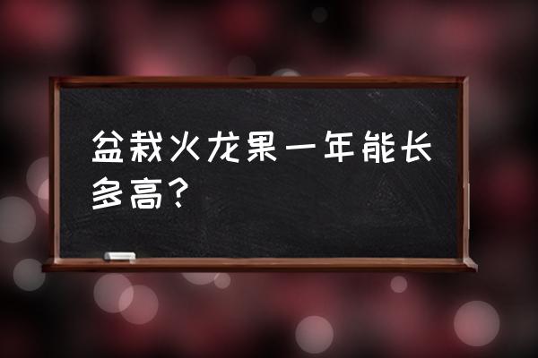 用花盆种火龙果要多大的盆 盆栽火龙果一年能长多高？