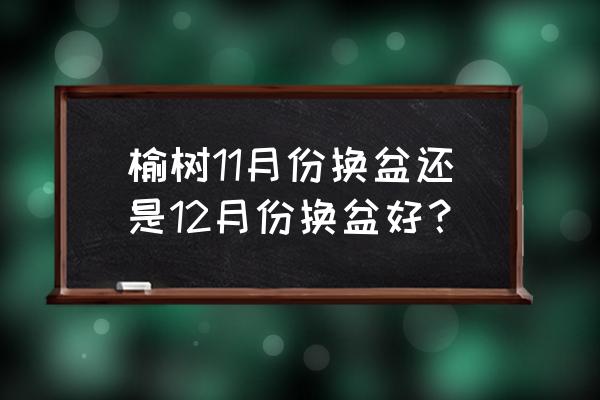 榆树盆景怎样换土 榆树11月份换盆还是12月份换盆好？