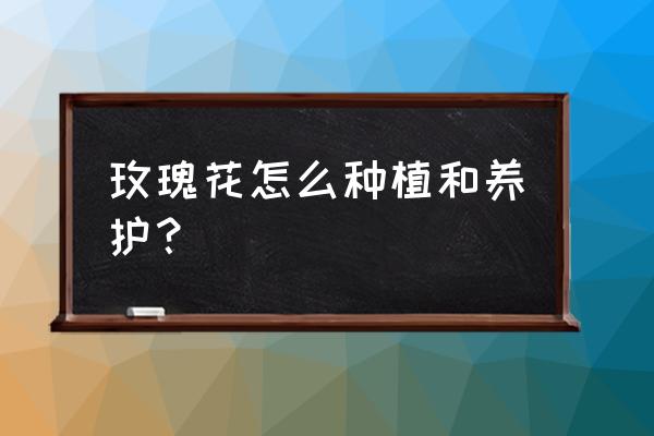 怎样才能养好玫瑰花 玫瑰花怎么种植和养护？