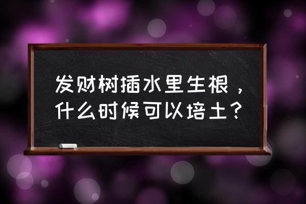 水培发财树泥土要不要去 发财树插水里生根，什么时候可以培土？