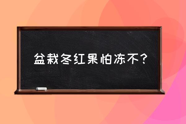 盆栽果树可以在北方过冬吗 盆栽冬红果怕冻不？