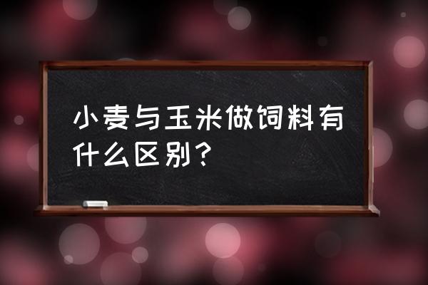 小麦饲料是做什么的 小麦与玉米做饲料有什么区别？