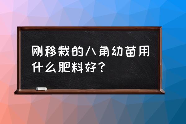 育苗移栽怎么施复合肥省工省力 刚移栽的八角幼苗用什么肥料好？