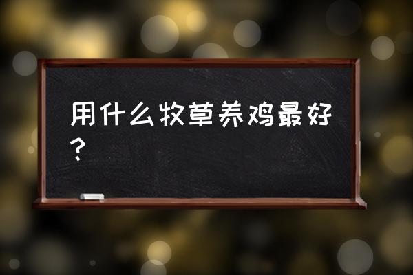 巨菌草如何发酵养鸡 用什么牧草养鸡最好？