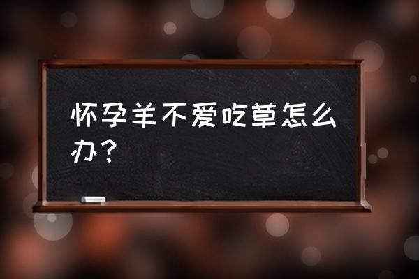 怀孕了的羊可以吃饲料吗 怀孕羊不爱吃草怎么办？