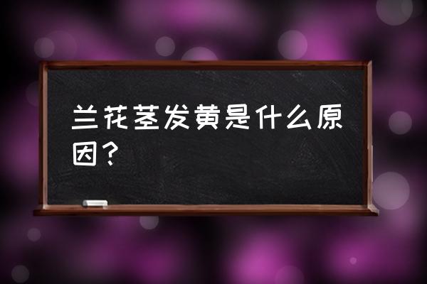 兰花枝条变黄怎么办 兰花茎发黄是什么原因？