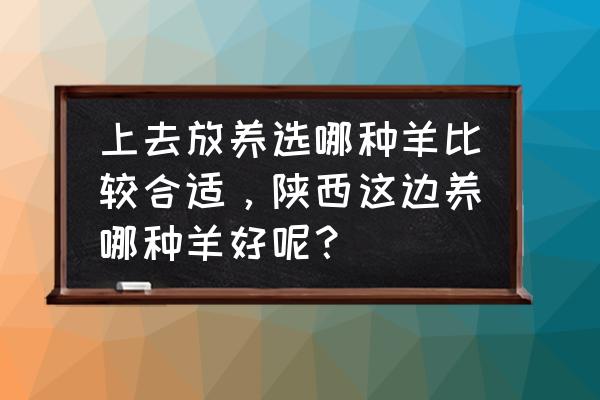 陕西有养黑羊吗 上去放养选哪种羊比较合适，陕西这边养哪种羊好呢？