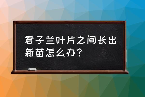 君子兰叶片中间枝出小苗怎办 君子兰叶片之间长出新苗怎么办？