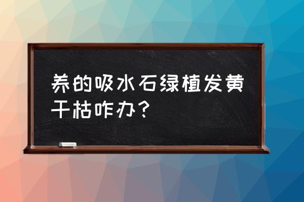 吸水石假山植物怎么养 养的吸水石绿植发黄干枯咋办？