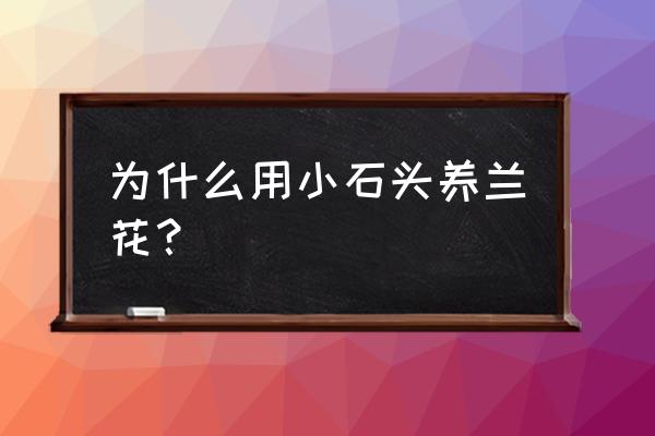 为什么兰花要放小石头 为什么用小石头养兰花？