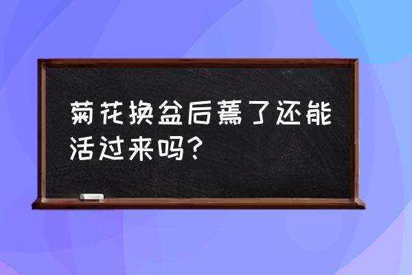 菊花多久能恢复 菊花换盆后蔫了还能活过来吗？