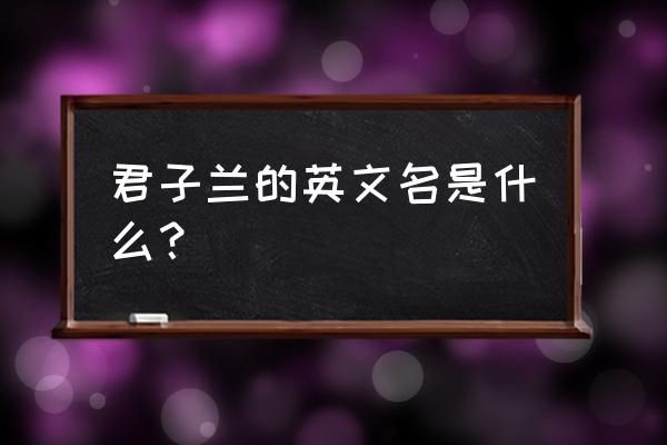 君子兰用英文怎么说 君子兰的英文名是什么？