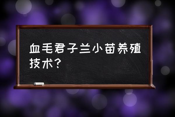 如何养殖君子兰小苗 血毛君子兰小苗养殖技术？