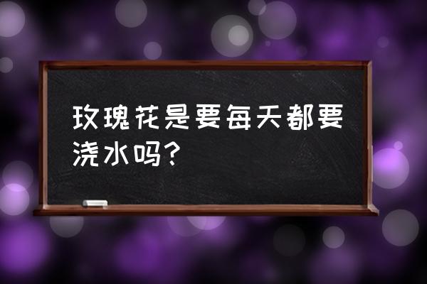 玫瑰要不要经常浇水 玫瑰花是要每天都要浇水吗？