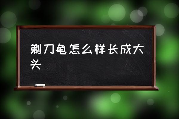 剃刀龟怎么养成黄金的 剃刀龟怎么样长成大头