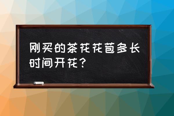 茶花花蕾多久开放 刚买的茶花花苞多长时间开花？