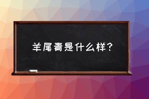 大青叶煮水的正确方法 羊尾青是什么样？