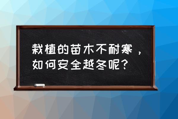 小区绿化的苗木怎样过冬 栽植的苗木不耐寒，如何安全越冬呢？