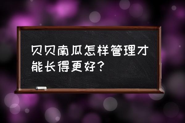 贝贝南瓜种植方法全过程 贝贝南瓜怎样管理才能长得更好？