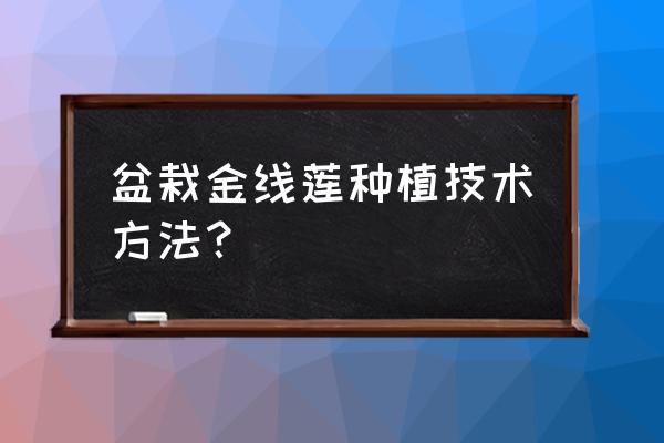 西洋参根腐病怎么引起的 盆栽金线莲种植技术方法？