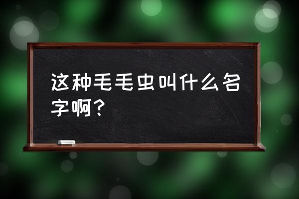 贵州洋辣子怎么做 这种毛毛虫叫什么名字啊？