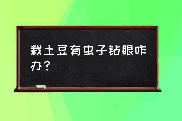 种土豆地下害虫怎么处理 栽土豆有虫子钻眼咋办？