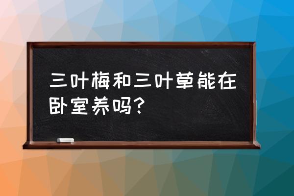 适合放在房间里的中草药植物 三叶梅和三叶草能在卧室养吗？