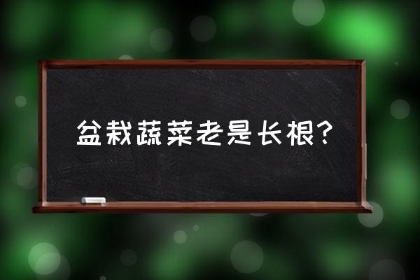 蔗糖浓度升高促进生根 盆栽蔬菜老是长根？