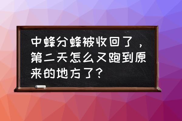 蜜蜂找蜜源飞回了家 中蜂分蜂被收回了，第二天怎么又跑到原来的地方了？