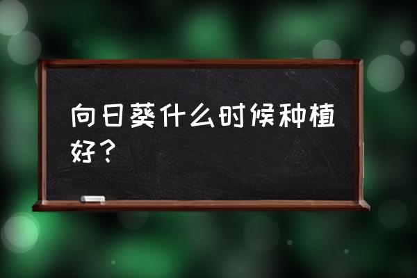 阳台养向日葵注意哪些 向日葵什么时候种植好？