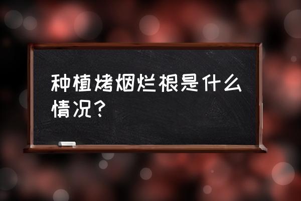 烤烟得了黑胫病用什么特效农药 种植烤烟烂根是什么情况？