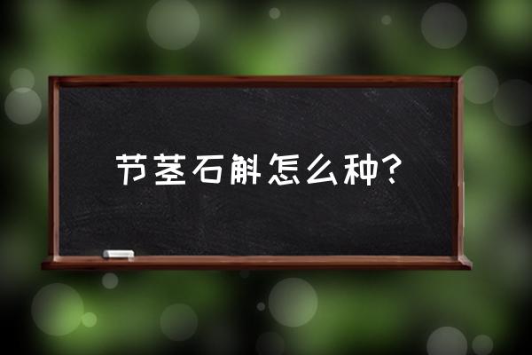 铁皮石斛苗哪种最好 节茎石斛怎么种？