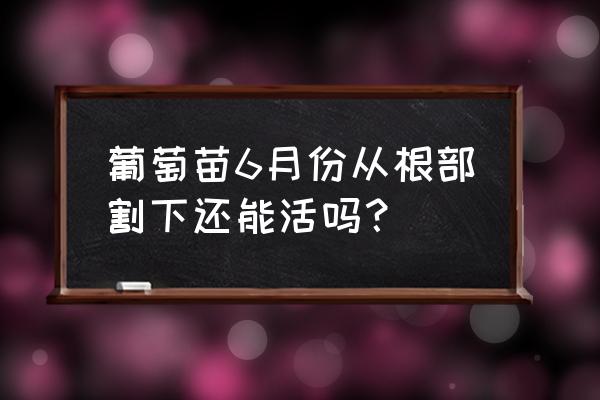 现在葡萄树插枝能插活吗 葡萄苗6月份从根部割下还能活吗？