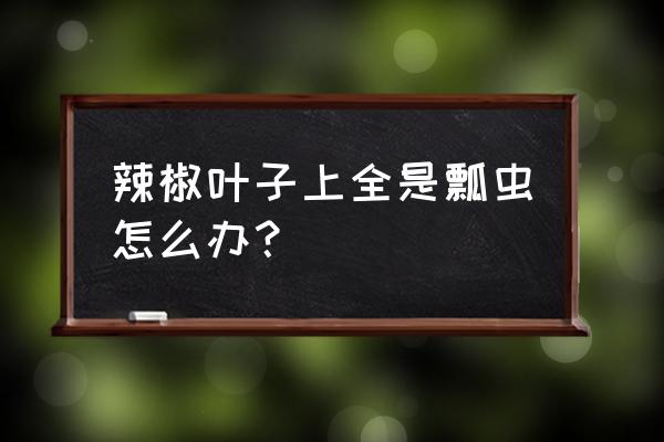 辣椒幼苗叶子上有虫子怎么办 辣椒叶子上全是瓢虫怎么办？