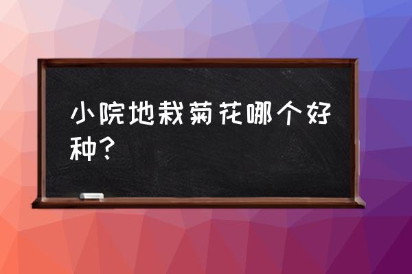 地栽扶郎花怎么养 小院地栽菊花哪个好种？