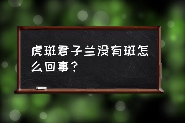 君子兰的干叶啥原因 虎斑君子兰没有斑怎么回事？