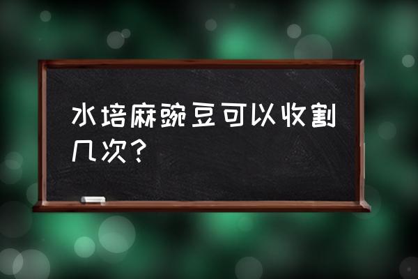 豌豆苗家庭无土栽培方法 水培麻豌豆可以收割几次？