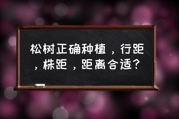 一亩可以育苗油松多少株 松树正确种植，行距，株距，距离合适？