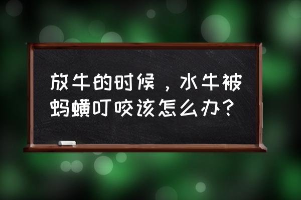 蚂蟥吸血后伤口怎么处理 放牛的时候，水牛被蚂蟥叮咬该怎么办？