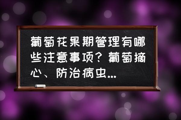 果园管理的十大要点 葡萄花果期管理有哪些注意事项？葡萄摘心、防治病虫等有哪些管理要点？