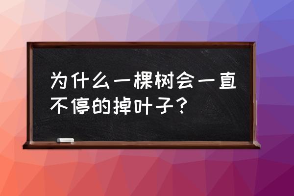 一到秋季掉发就很严重怎么办 为什么一棵树会一直不停的掉叶子？