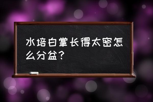 根系体积怎么测 水培白掌长得太密怎么分盆？