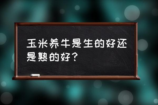 喂牛拌料配方大全 玉米养牛是生的好还是熟的好？