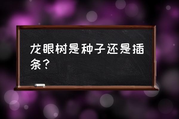 桂圆子发芽了怎么种植能结桂圆吗 龙眼树是种子还是插条？