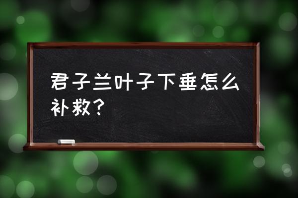 君子兰叶子下垂要怎么办呢 君子兰叶子下垂怎么补救？