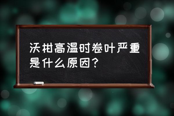 柑橘树叶卷叶病打什么药 沃柑高温时卷叶严重是什么原因？