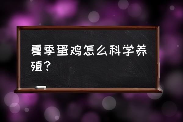 热天养鸡最好方法 夏季蛋鸡怎么科学养殖？