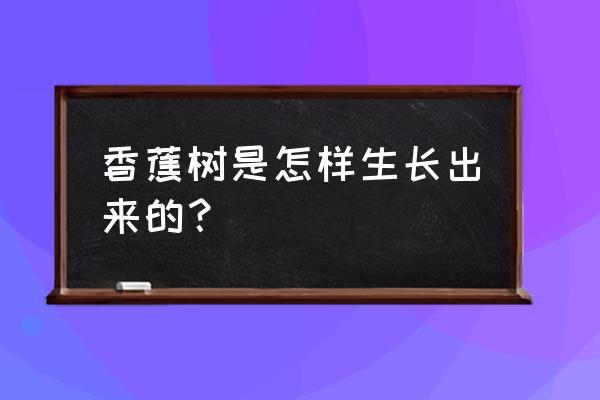 北方香蕉树盆栽方法 香蕉树是怎样生长出来的？