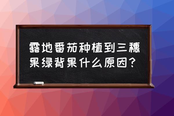 什么是有机小番茄 露地番茄种植到三穗果绿背果什么原因？