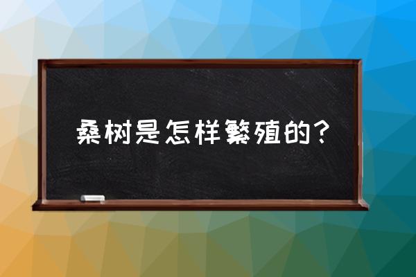 桑叶的种植技术和时间 桑树是怎样繁殖的？